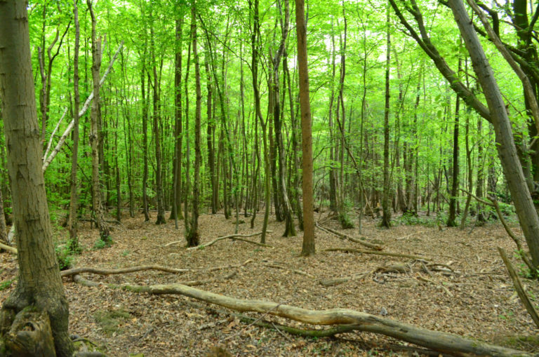 The Chase Side Woodland Walk