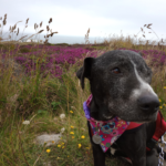 Land’s End to Sennen Cove